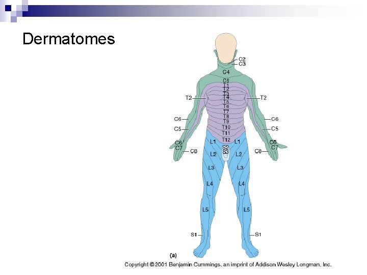 Dermatomes 