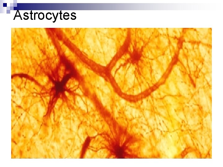 Astrocytes 