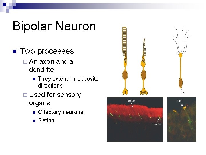 Bipolar Neuron n Two processes ¨ An axon and a dendrite n They extend