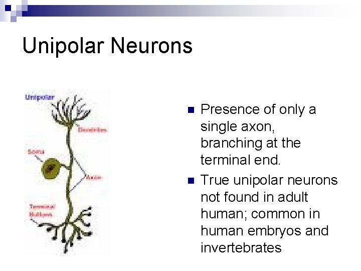 Unipolar Neurons n n Presence of only a single axon, branching at the terminal