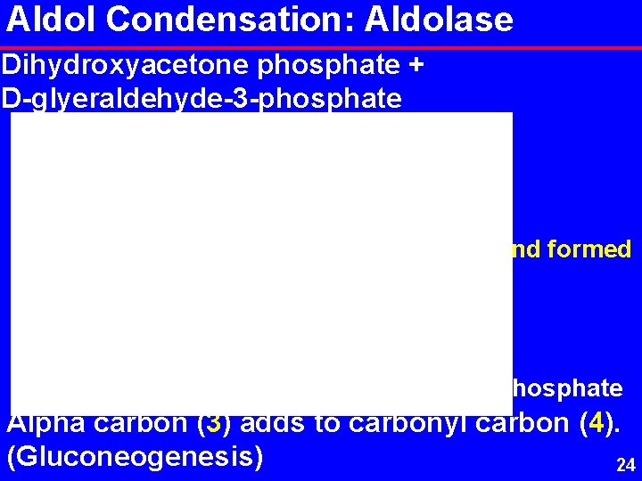 Aldol Condensation: Aldolase Dihydroxyacetone phosphate + D-glyeraldehyde-3 -phosphate Bond formed D-fructose-1, 6 -bisphosphate Alpha