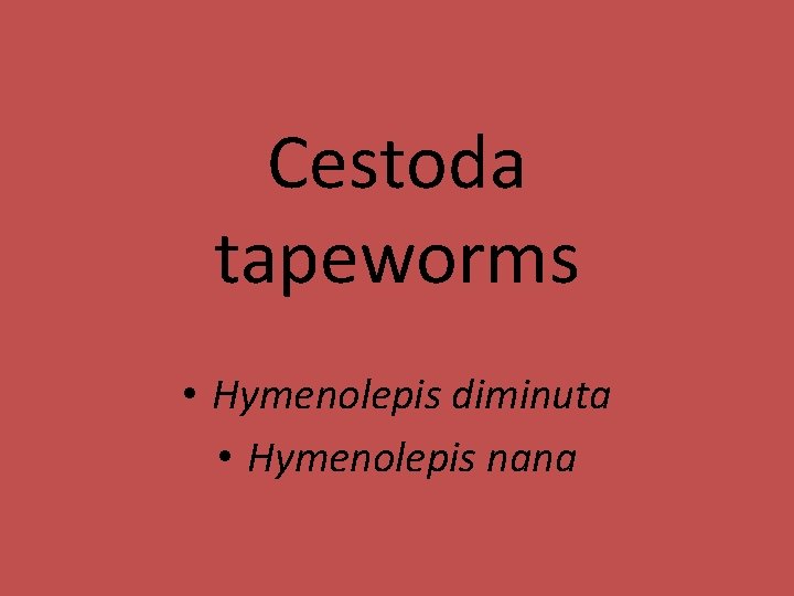 Cestoda tapeworms • Hymenolepis diminuta • Hymenolepis nana 