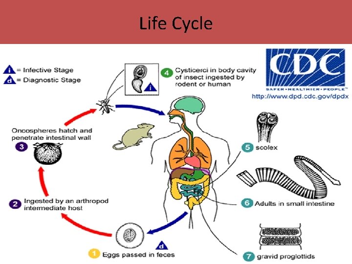 Life Cycle 