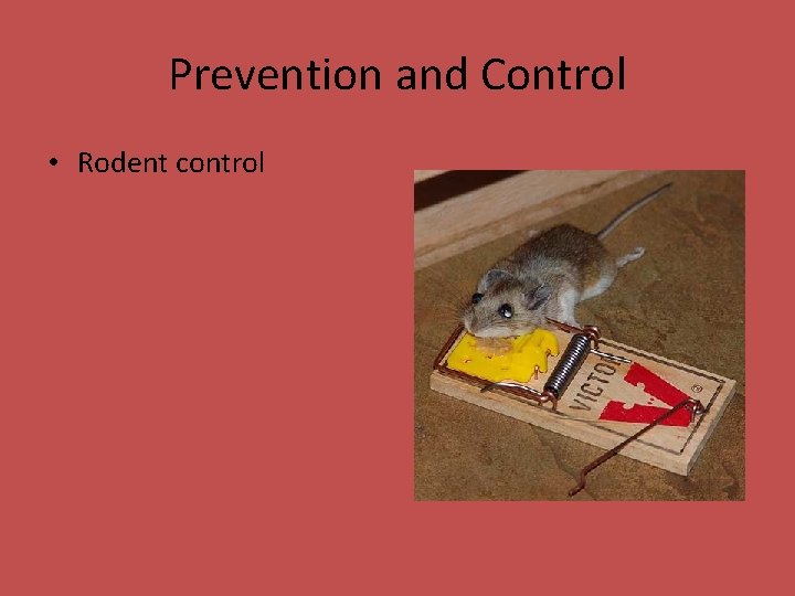 Prevention and Control • Rodent control 