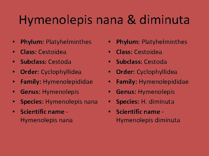 Hymenolepis nana & diminuta • • Phylum: Platyhelminthes Class: Cestoidea Subclass: Cestoda Order: Cyclophyllidea