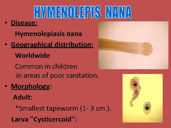  • Disease: Hymenolepiasis nana • Geographical distribution: Worldwide Common in children in areas