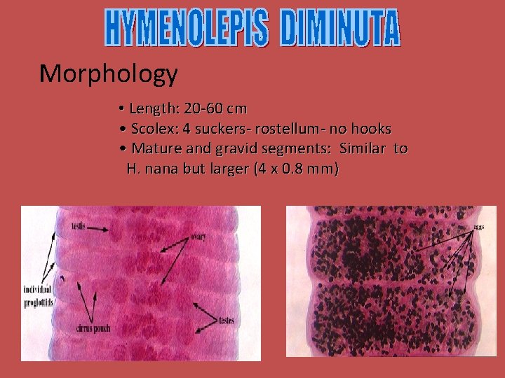 Morphology • Length: 20 -60 cm • Scolex: 4 suckers- rostellum- no hooks •