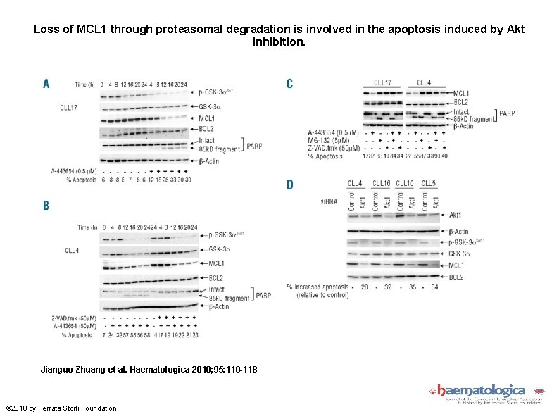 Loss of MCL 1 through proteasomal degradation is involved in the apoptosis induced by