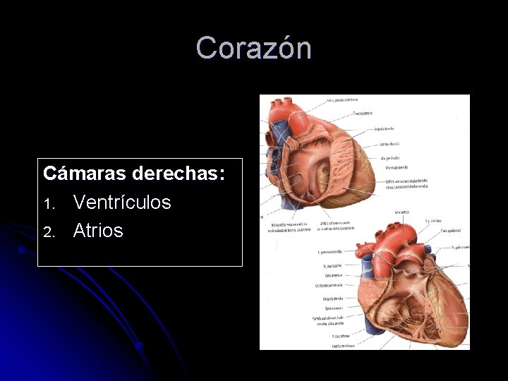 Corazón Cámaras derechas: 1. Ventrículos 2. Atrios 