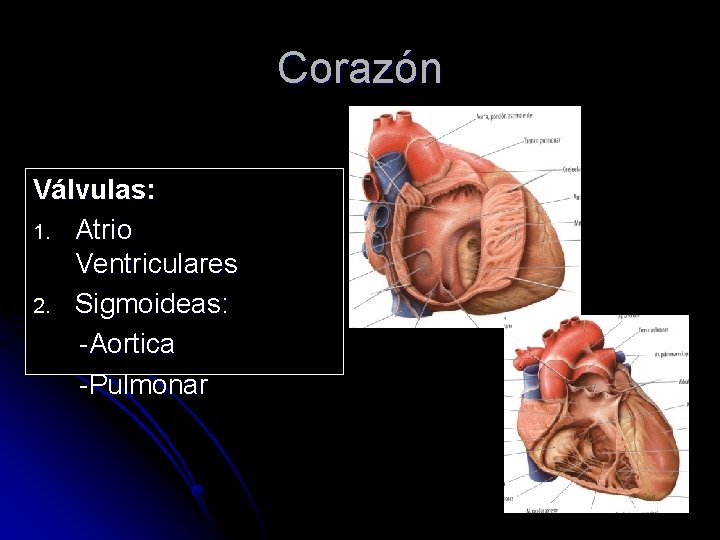 Corazón Válvulas: 1. Atrio Ventriculares 2. Sigmoideas: -Aortica -Pulmonar 