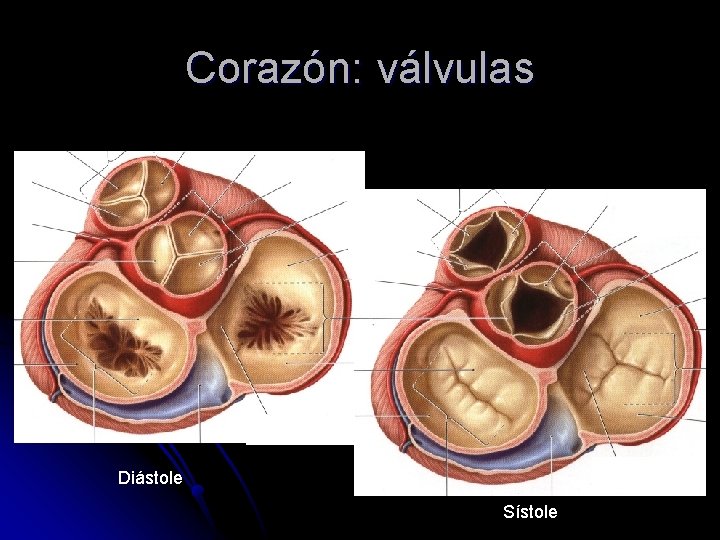 Corazón: válvulas Diástole Sístole 