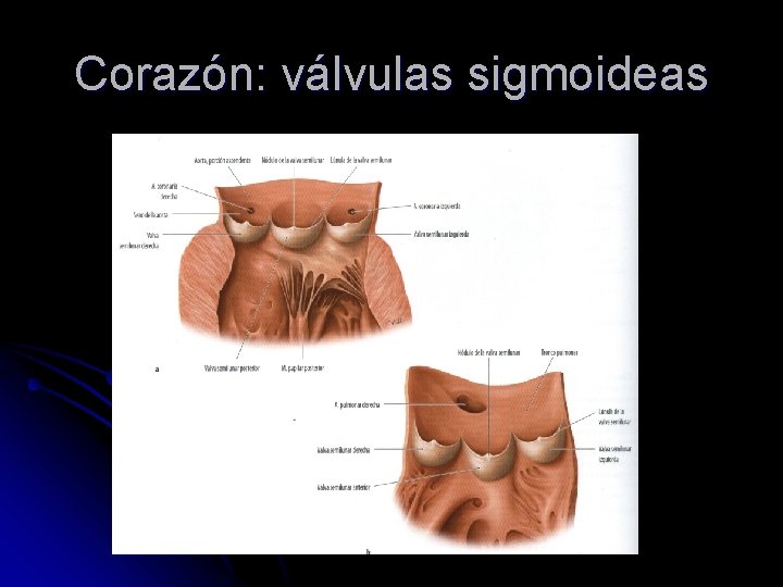 Corazón: válvulas sigmoideas 