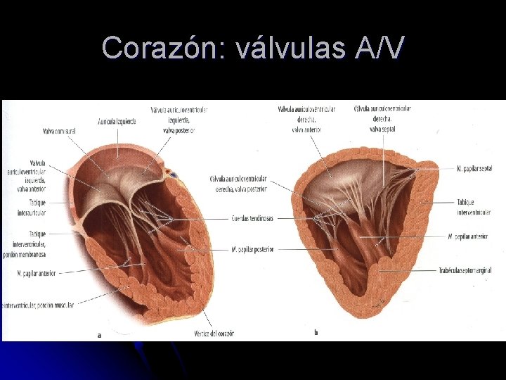 Corazón: válvulas A/V 