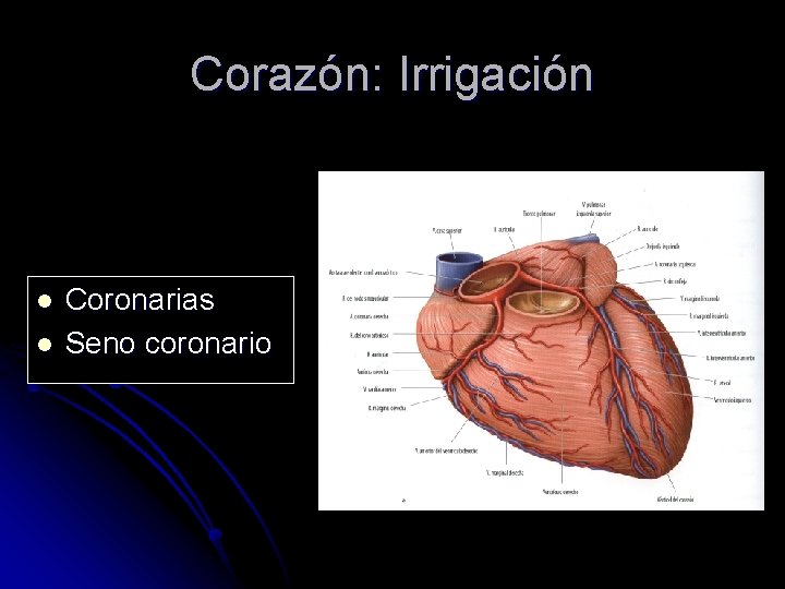Corazón: Irrigación l l Coronarias Seno coronario 