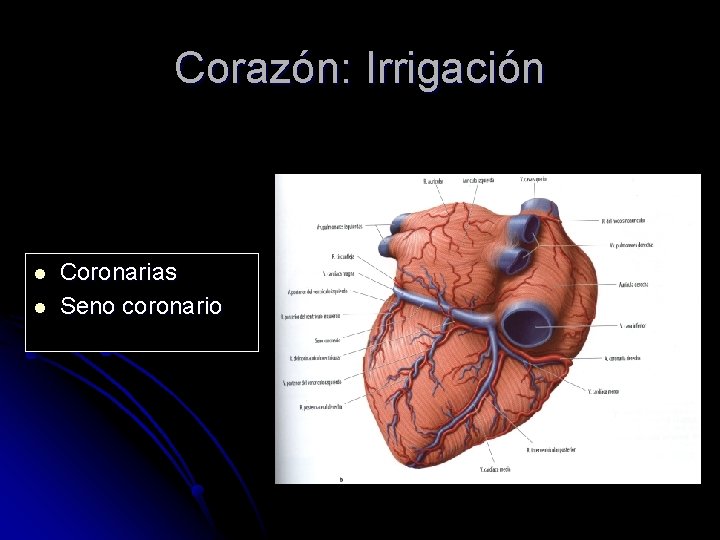 Corazón: Irrigación l l Coronarias Seno coronario 