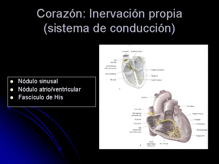 Corazón: Inervación propia (sistema de conducción) l l l Nódulo sinusal Nódulo atrio/ventricular Fascículo