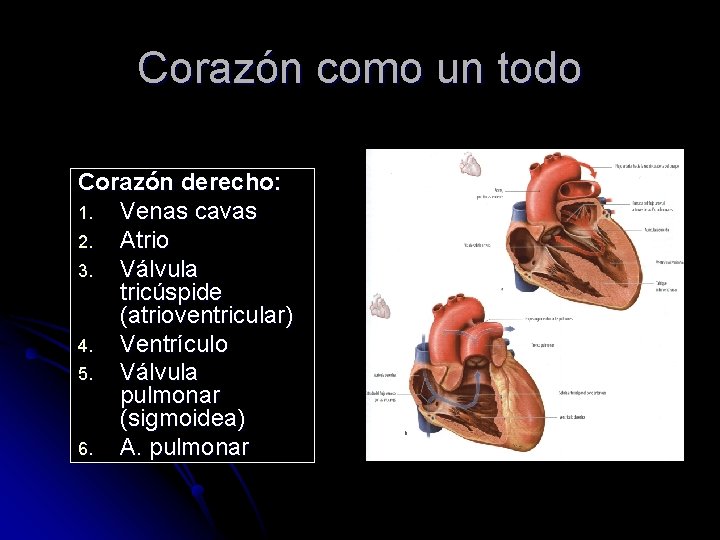 Corazón como un todo Corazón derecho: 1. Venas cavas 2. Atrio 3. Válvula tricúspide