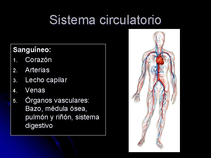 Sistema circulatorio Sanguíneo: 1. Corazón 2. Arterias 3. Lecho capilar 4. Venas 5. Órganos