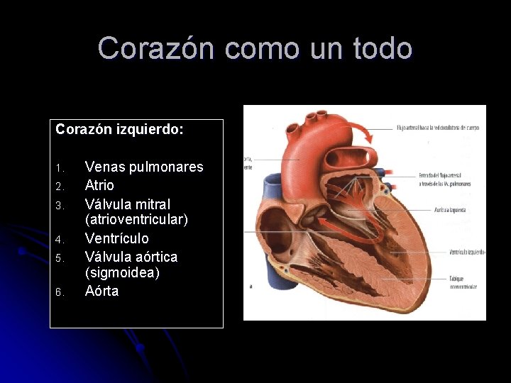 Corazón como un todo Corazón izquierdo: 1. 2. 3. 4. 5. 6. Venas pulmonares