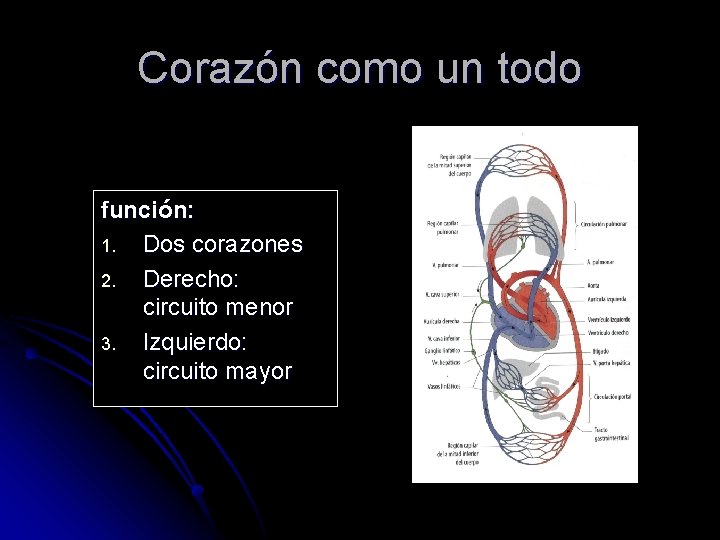 Corazón como un todo función: 1. Dos corazones 2. Derecho: circuito menor 3. Izquierdo: