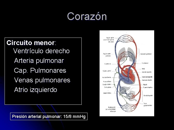 Corazón Circuito menor: Ventrículo derecho Arteria pulmonar Cap. Pulmonares Venas pulmonares Atrio izquierdo Presión