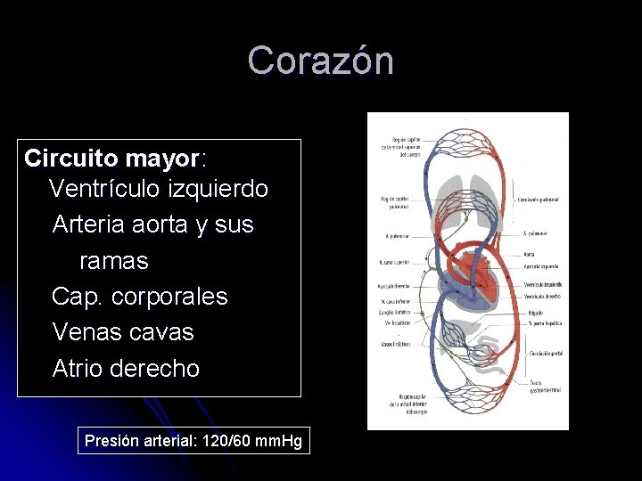 Corazón Circuito mayor: Ventrículo izquierdo Arteria aorta y sus ramas Cap. corporales Venas cavas