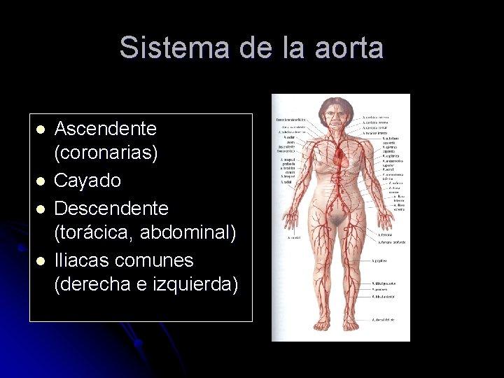 Sistema de la aorta l l Ascendente (coronarias) Cayado Descendente (torácica, abdominal) Iliacas comunes