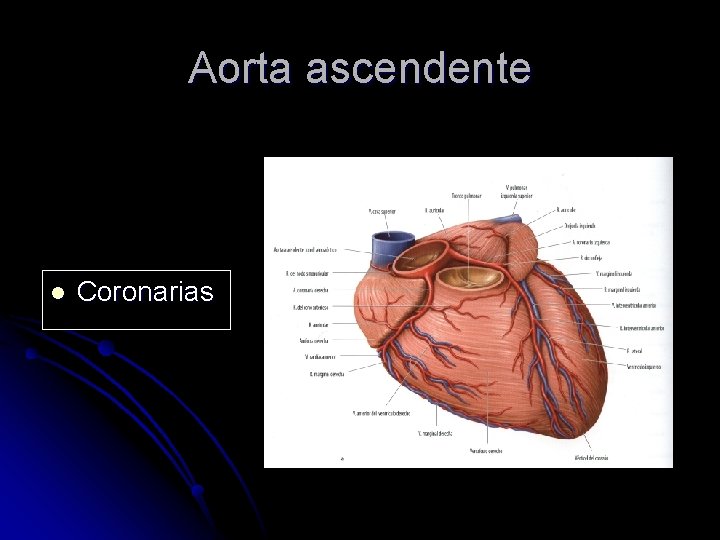 Aorta ascendente l Coronarias 