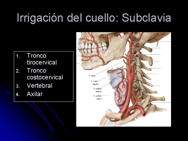 Irrigación del cuello: Subclavia 1. 2. 3. 4. Tronco tirocervical Tronco costocervical Vertebral Axilar