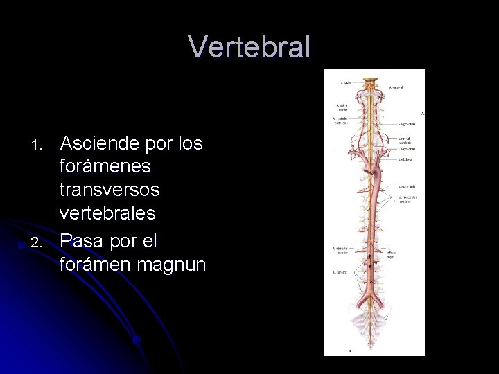 Vertebral 1. 2. Asciende por los forámenes transversos vertebrales Pasa por el forámen magnun