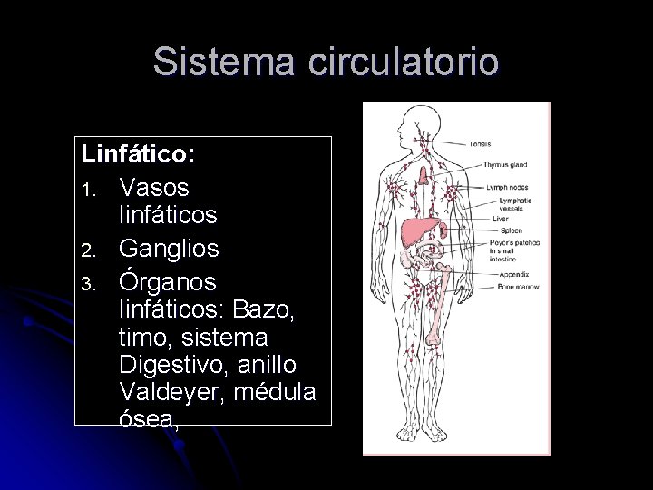 Sistema circulatorio Linfático: 1. Vasos linfáticos 2. Ganglios 3. Órganos linfáticos: Bazo, timo, sistema