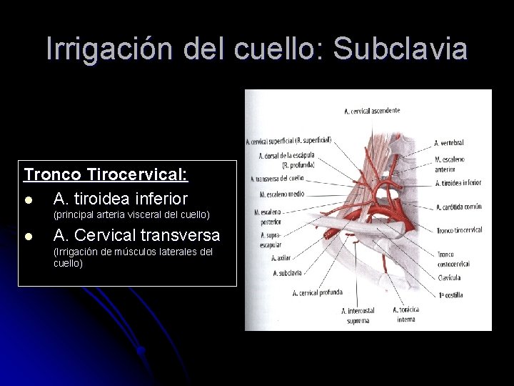 Irrigación del cuello: Subclavia Tronco Tirocervical: l A. tiroidea inferior (principal arteria visceral del