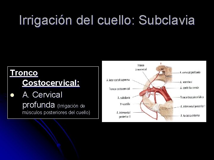 Irrigación del cuello: Subclavia Tronco Costocervical: l A. Cervical profunda (Irrigación de músculos posteriores