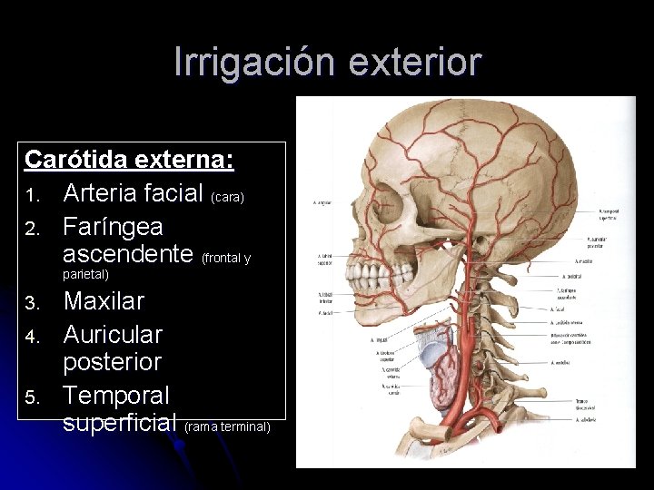 Irrigación exterior Carótida externa: 1. Arteria facial (cara) 2. Faríngea ascendente (frontal y parietal)