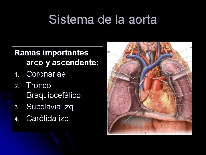 Sistema de la aorta Ramas importantes arco y ascendente: 1. Coronarias 2. Tronco Braquiocefálico