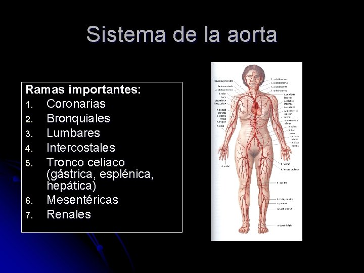 Sistema de la aorta Ramas importantes: 1. Coronarias 2. Bronquiales 3. Lumbares 4. Intercostales