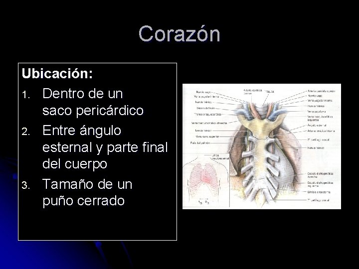 Corazón Ubicación: 1. Dentro de un saco pericárdico 2. Entre ángulo esternal y parte