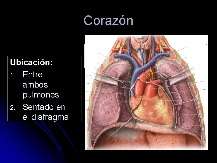 Corazón Ubicación: 1. Entre ambos pulmones 2. Sentado en el diafragma 