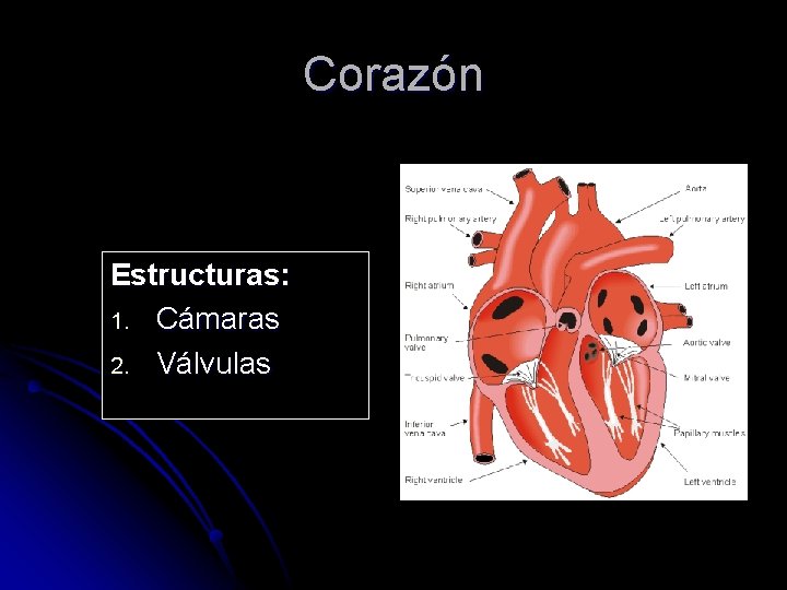 Corazón Estructuras: 1. Cámaras 2. Válvulas 