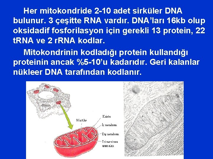 Her mitokondride 2 -10 adet sirküler DNA bulunur. 3 çeşitte RNA vardır. DNA’ları 16