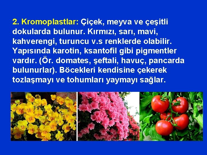 2. Kromoplastlar: Çiçek, meyva ve çeşitli dokularda bulunur. Kırmızı, sarı, mavi, kahverengi, turuncu v.