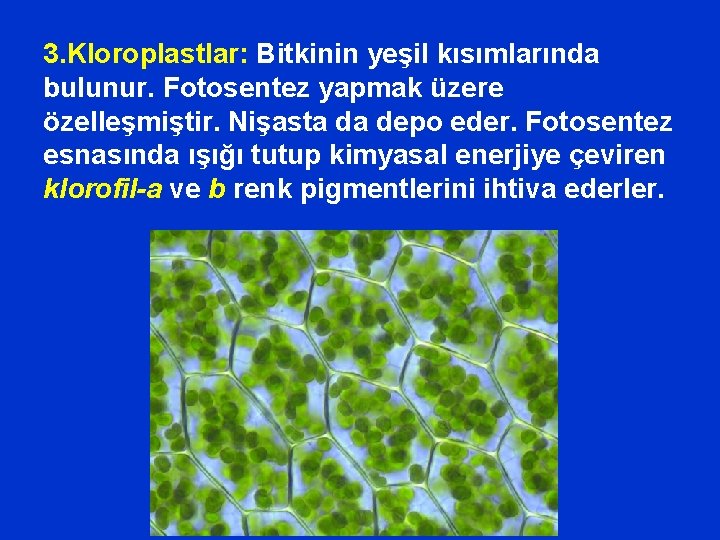 3. Kloroplastlar: Bitkinin yeşil kısımlarında bulunur. Fotosentez yapmak üzere özelleşmiştir. Nişasta da depo eder.