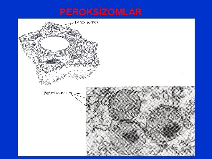 PEROKSİZOMLAR 