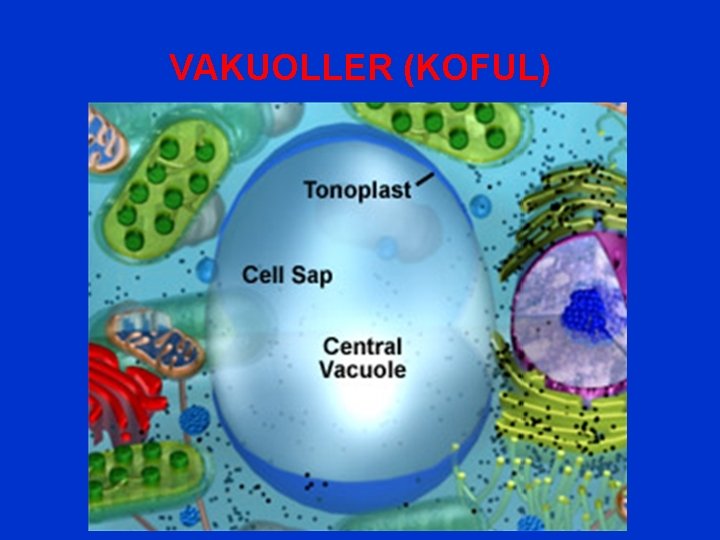 VAKUOLLER (KOFUL) 