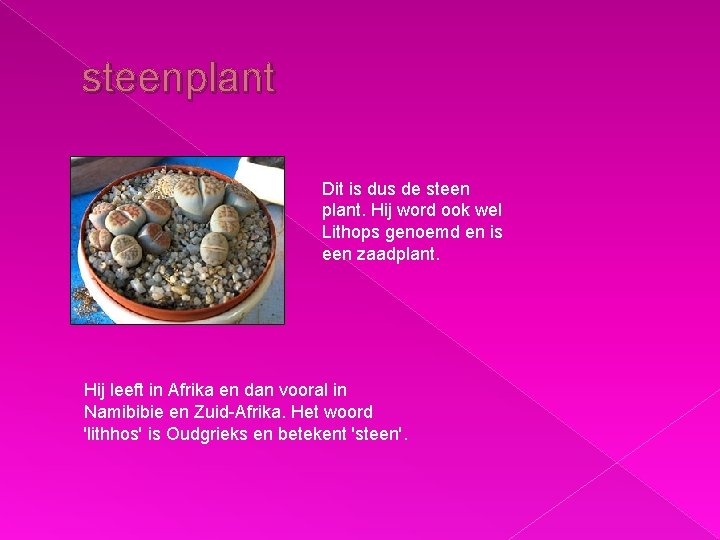 steenplant Dit is dus de steen plant. Hij word ook wel Lithops genoemd en