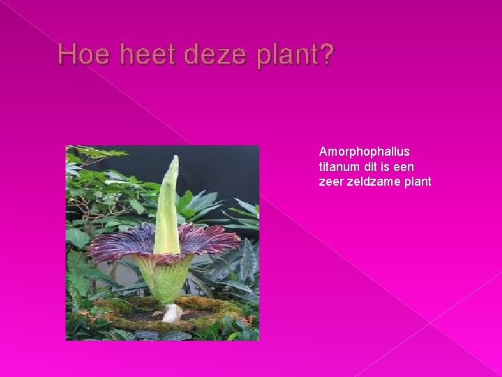 Hoe heet deze plant? Amorphophallus titanum dit is een zeer zeldzame plant 