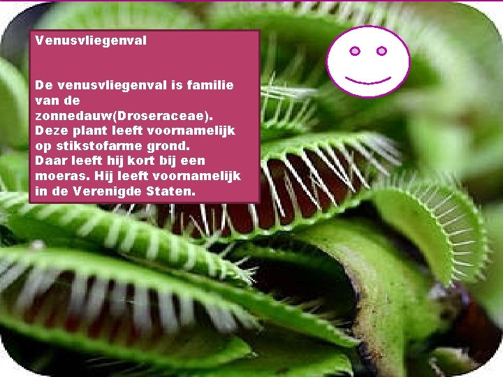 Venusvliegenval Venus vliegenval De venusvliegenval is familie van de zonnedauw(Droseraceae). Deze plant leeft voornamelijk