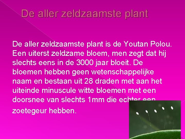 De aller zeldzaamste plant is de Youtan Polou. Een uiterst zeldzame bloem, men zegt