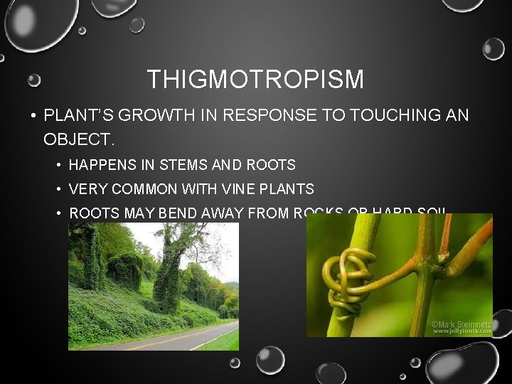 THIGMOTROPISM • PLANT’S GROWTH IN RESPONSE TO TOUCHING AN OBJECT. • HAPPENS IN STEMS THIGMOTROPISM • PLANT’S GROWTH IN RESPONSE TO TOUCHING AN OBJECT. • HAPPENS IN STEMS
