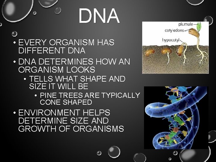DNA • EVERY ORGANISM HAS DIFFERENT DNA • DNA DETERMINES HOW AN ORGANISM LOOKS DNA • EVERY ORGANISM HAS DIFFERENT DNA • DNA DETERMINES HOW AN ORGANISM LOOKS
